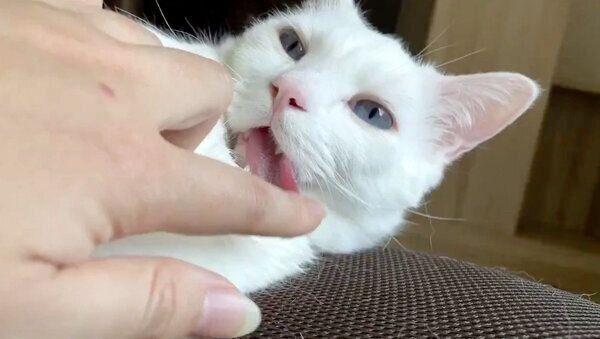 舌を出すセツちゃん