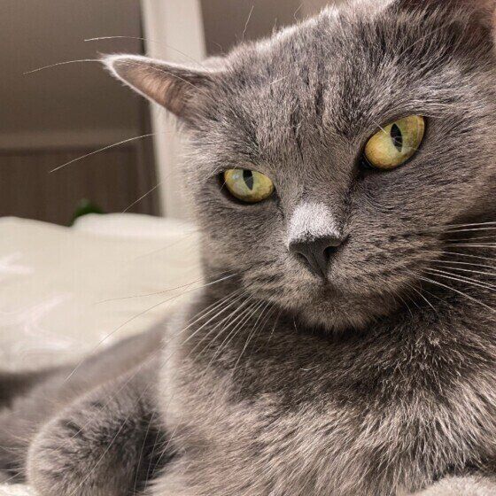 眼光が鋭いブリショのジルちゃん