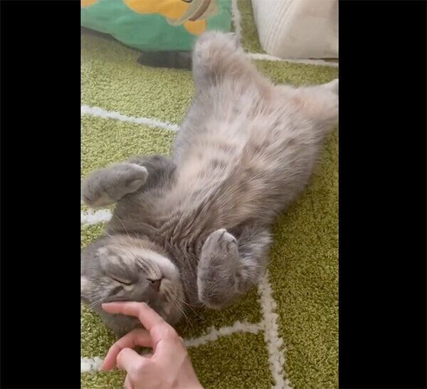 飼い主さんにナデナデされる凛太郎くん