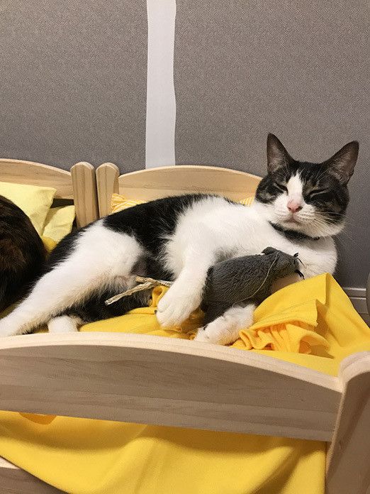 幸せすぎる…猫マスターの “のほほん”な日常