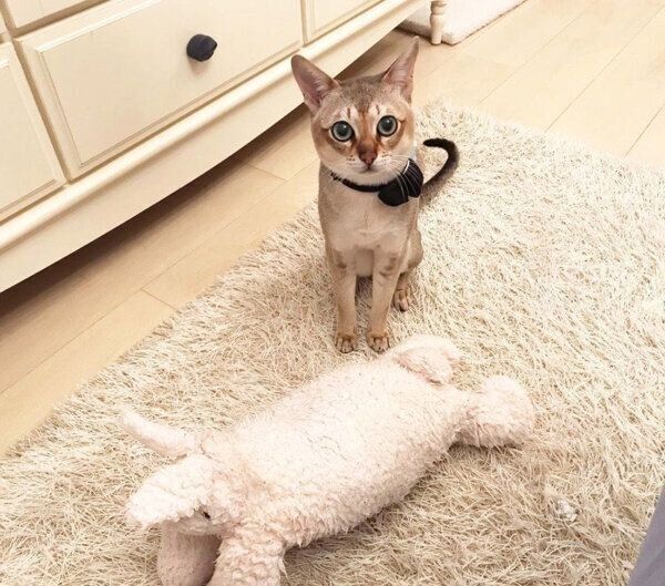 見つめるモルトくん