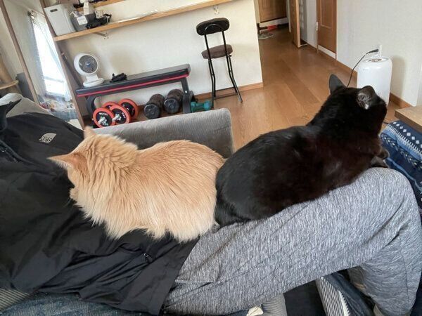 飼い主さんの膝の上に乗るベルちゃん、鈴ちゃん