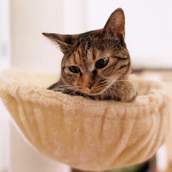 キジトラのシエラちゃん