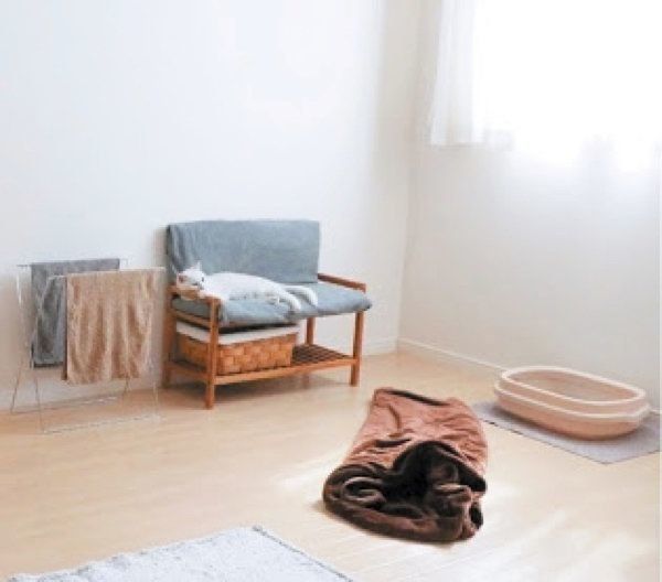 冬に注意したい病気「猫カゼ」とは