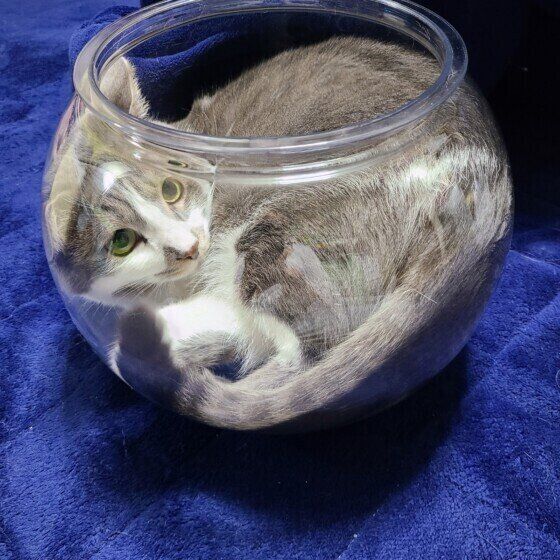 MIXサバトラのトムくん