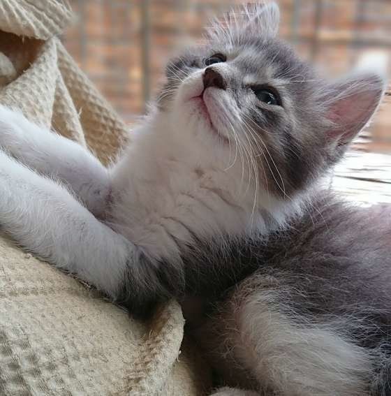 見上げる子猫