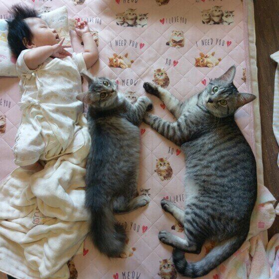 赤ちゃんに添い寝する猫（MIX、メス）