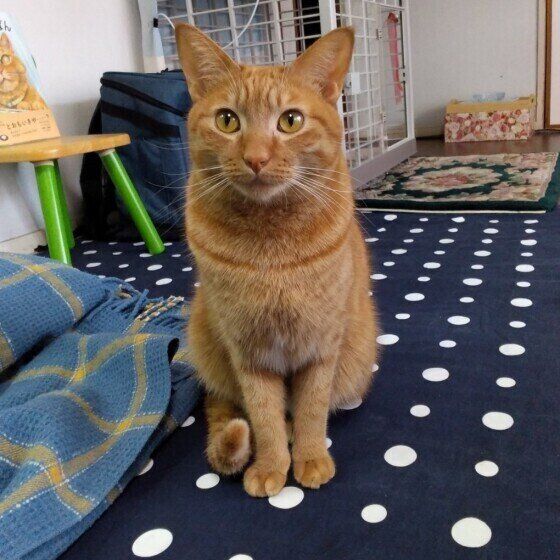 ロビンちゃんの正座