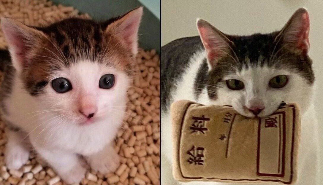 “前髪”が可愛いセロイくん