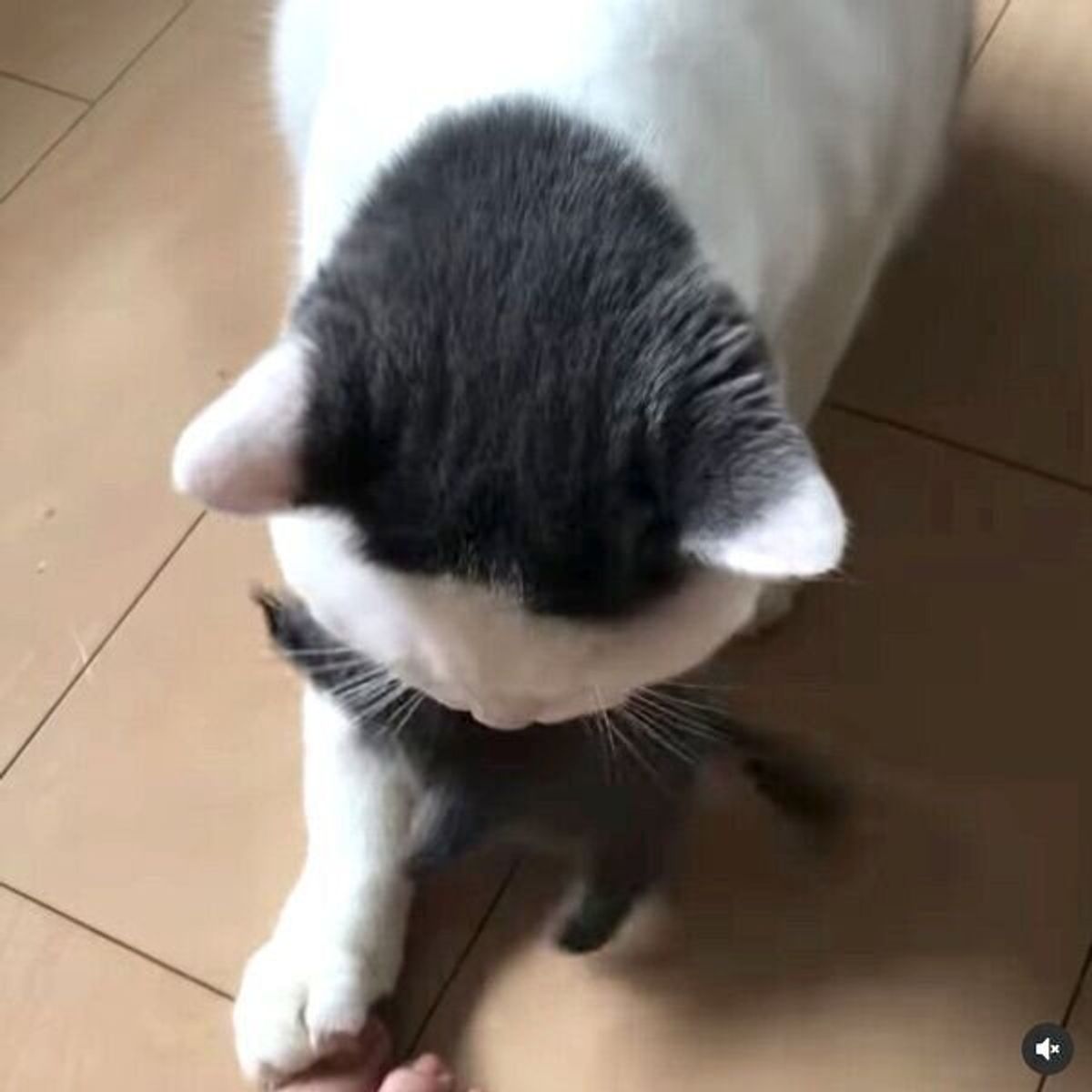 大切にしている ネズミのぬいぐるみ を飼い主にプレゼント 優しさあふれる猫の行動に癒される ねこのきもちweb Magazine 大切にしている ネズミのぬいぐるみ を飼い主にプレゼント 優しさあふれる猫の行動に癒される ねこのきもちweb Magazine