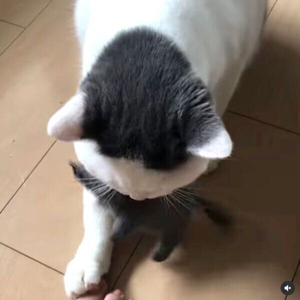 ネズミのぬいぐるみを飼い主さんにプレゼントするカツヲくん