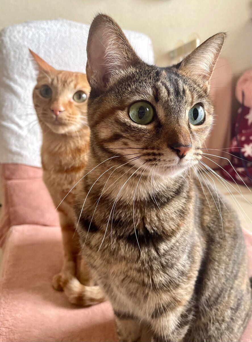 ちゃるくんとめろちゃん