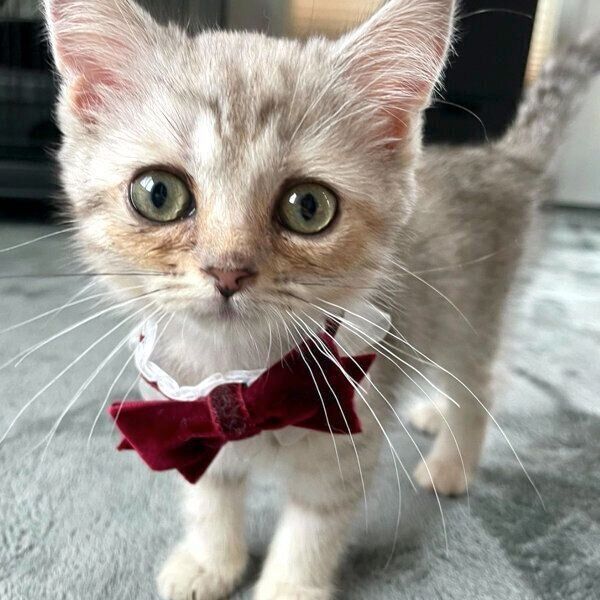 見つめるしゃんぷーちゃん