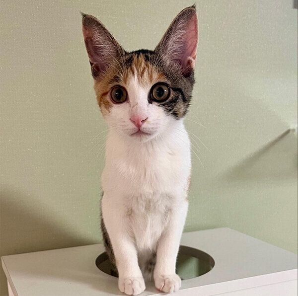 見つめるすずちゃん