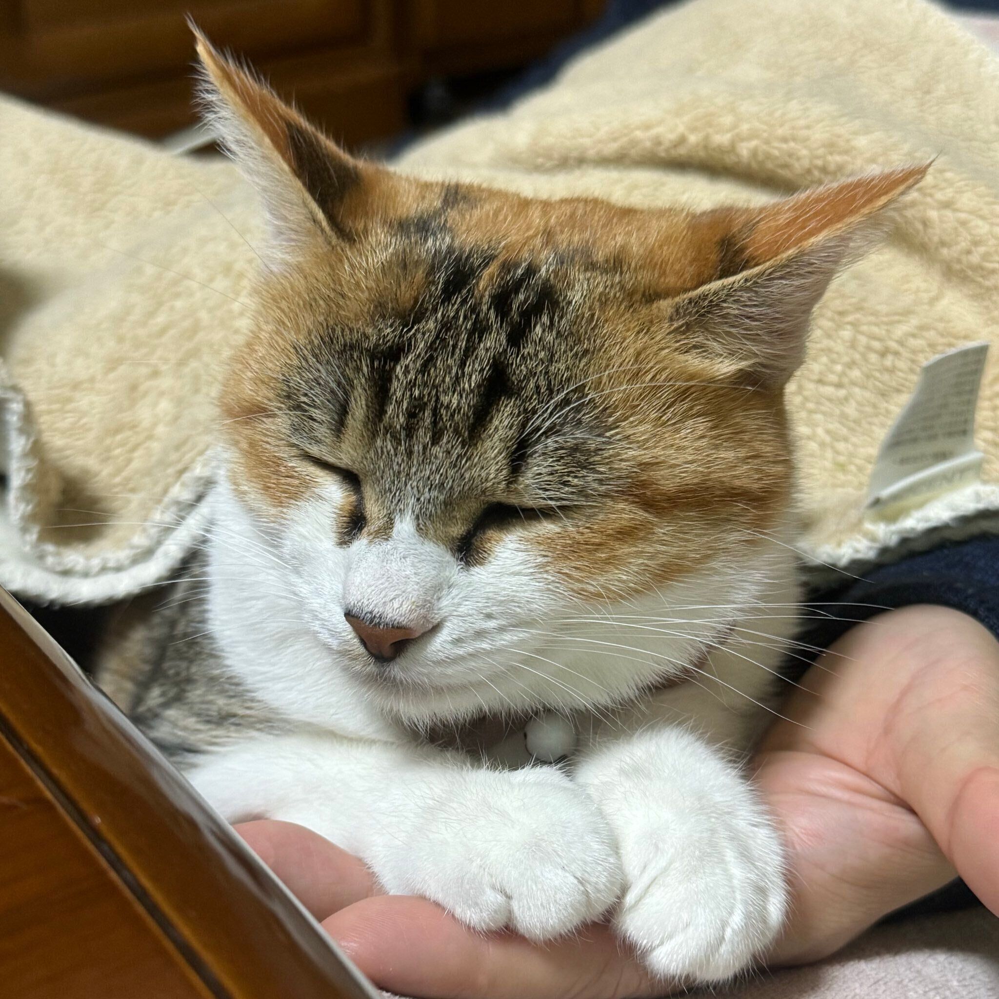 飼い主さんのそばでくつろぐきみちゃん