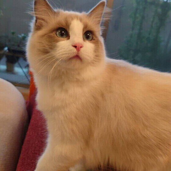 ラグドールのブランくん