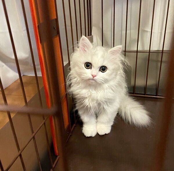 家族になったばかりの頃のノーマンくん