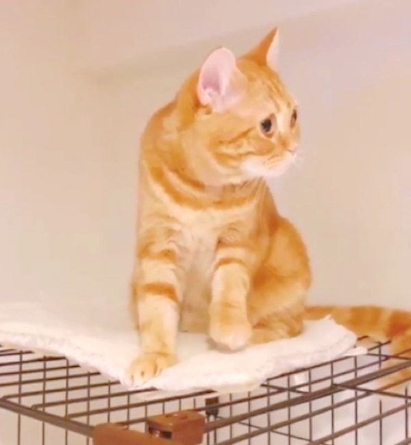 ふみふみする茶トラのhanaちゃん