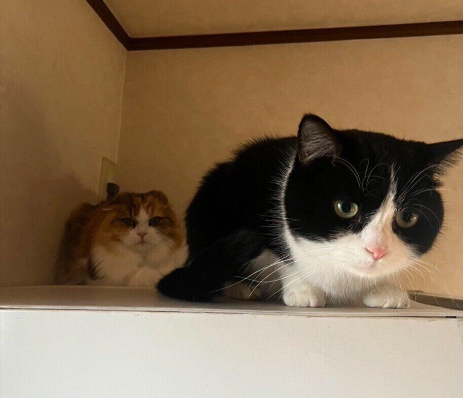 2匹のスコティッシュフォールド