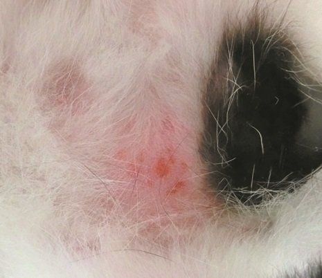 画像／ねこのきもち2019年11月号『ねこの病気逆引き辞典』