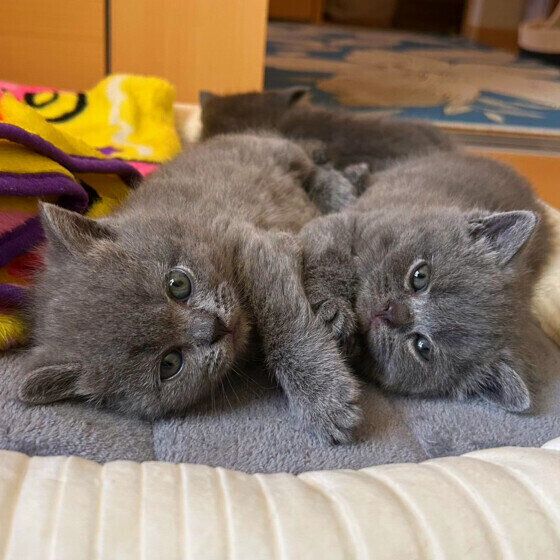 ブリティッシュショートヘアのムーンちゃん