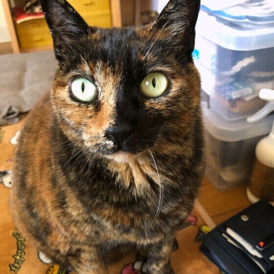 Mix（サビ）のリンリンちゃん♪