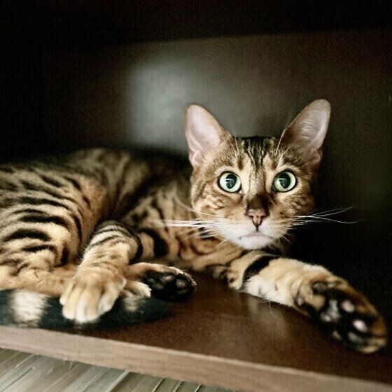 ベンガルのモカちゃん