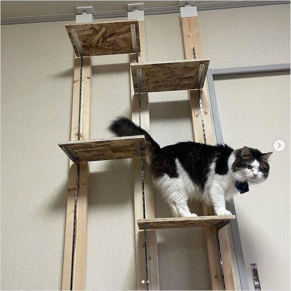 猫のDIY作品