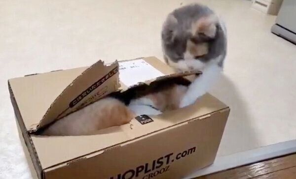 うなぎちゃんに猫パンチをするぽんちょちゃん