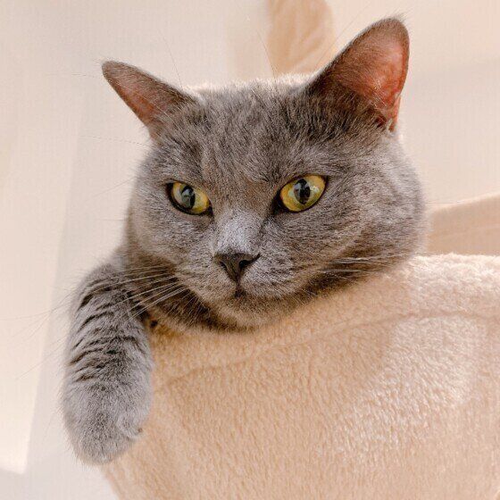 くつろぐブリティッシュショートヘア