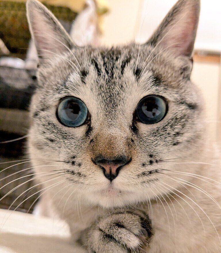きゅるきゅるお目目で見つめるモモちゃん。
