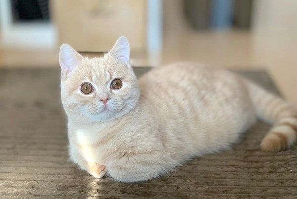 くつろぐむぎくん