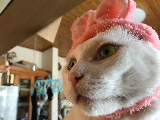 うさぎのかぶりものをしたしろくん