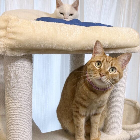 何か気になっている様子のMIX猫