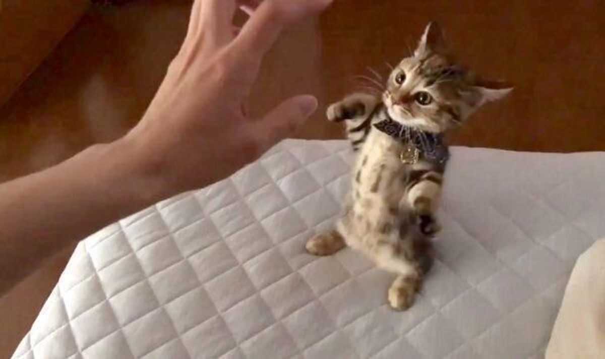21年最新 超可愛い子猫の画像まとめ Snsで話題の画像も ねこのきもちweb Magazine 21年最新 超可愛い子猫の画像まとめ Snsで話題の画像も ねこのきもちweb Magazine