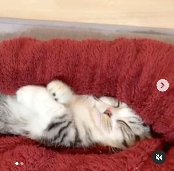 「おばあちゃん」みたいな表情をするふにちゃん