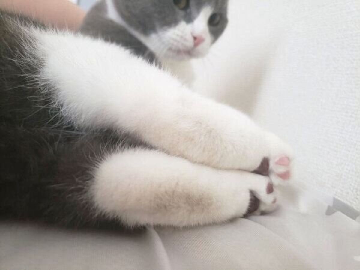 お昼寝から起きて横を向いたら にゃんともスゴい光景 が まさかの絶景に猫ファン悶絶 ねこのきもちweb Magazine お昼寝から起きて横を向いたら にゃんともスゴい光景 が まさかの絶景に猫ファン悶絶 ねこのきもちweb Magazine