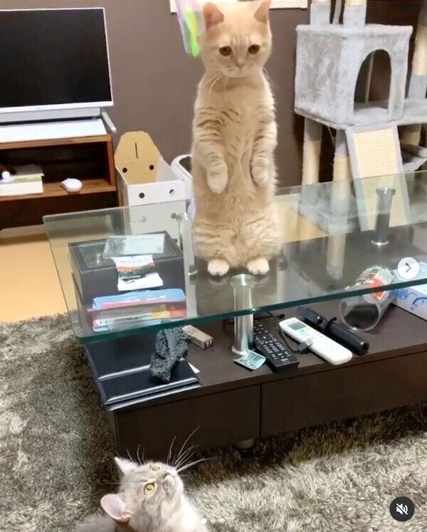 テーブルの上でマンチカン立ちするむぎくん