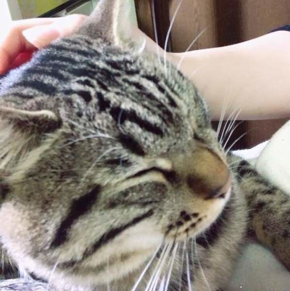 なでられる猫