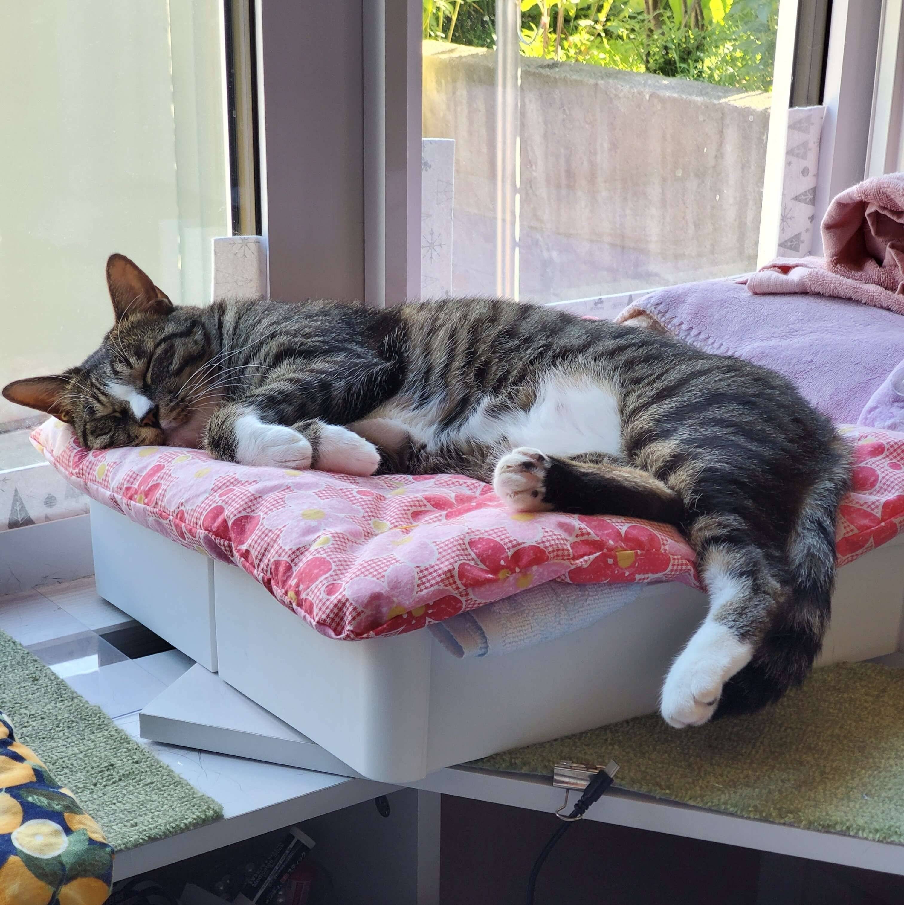 窓辺で気持ちよさそうに眠る母猫のライラちゃん
