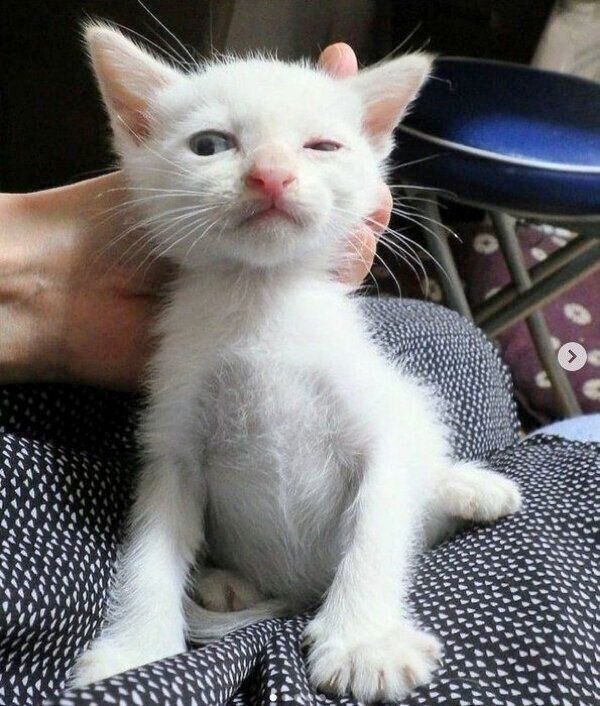 子猫時代のチャコたん