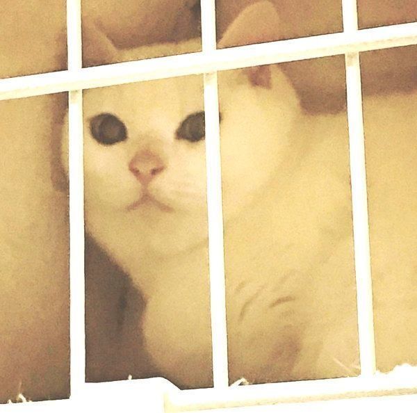 元保護猫・ミカヅキちゃん