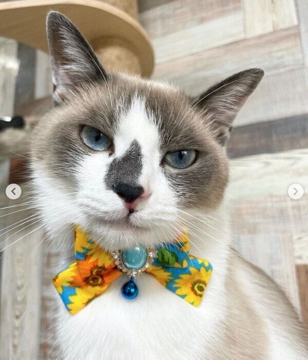 見つめるロコくん