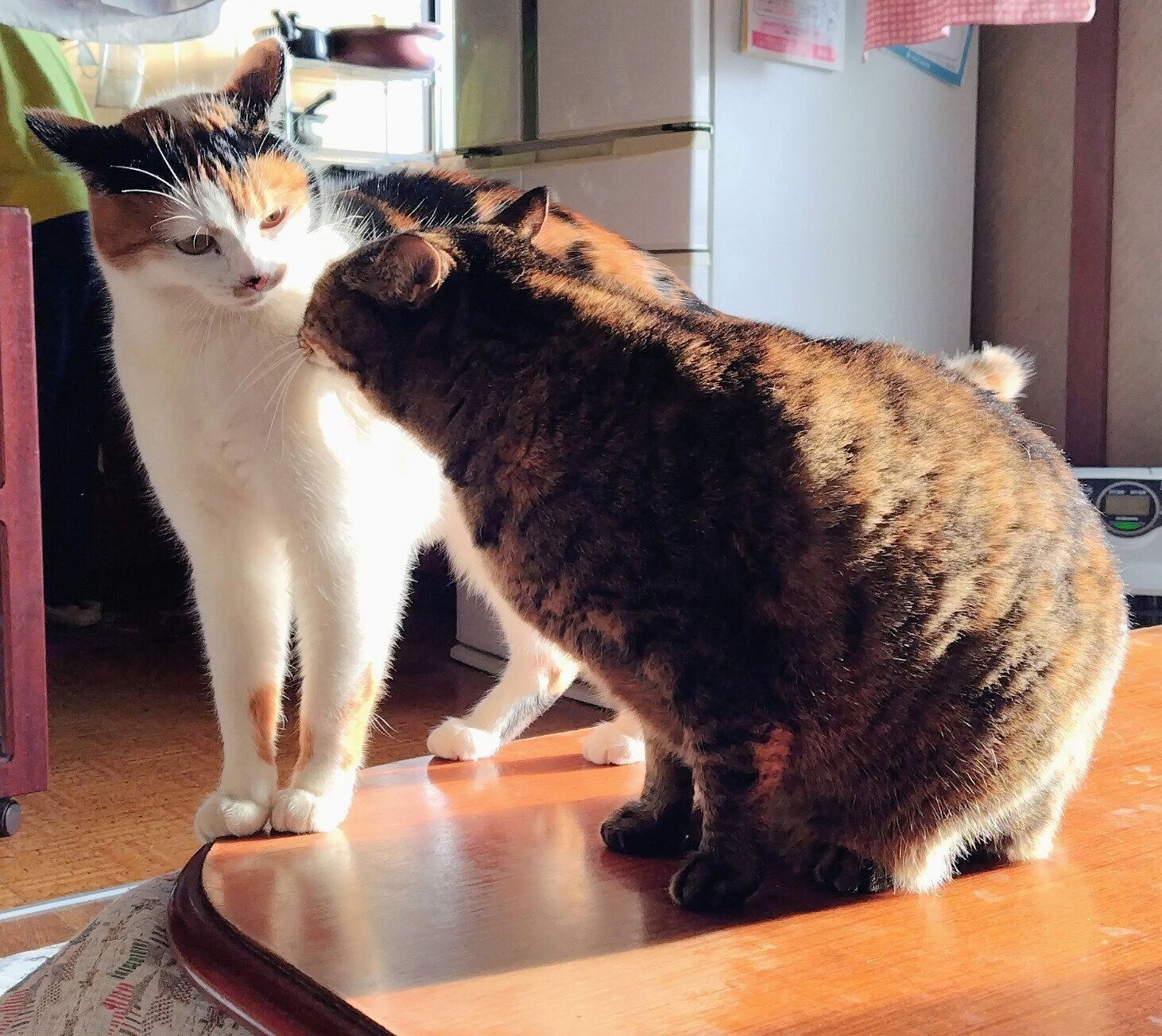 顔を近づける2匹