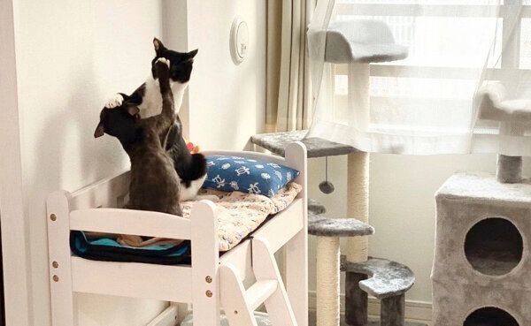 じゃれ合うラッキーくんとちゅらちゃん