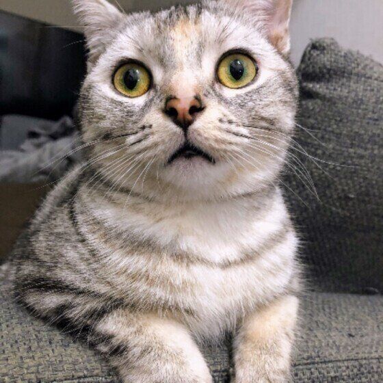 見つめるアメリカンショートヘア