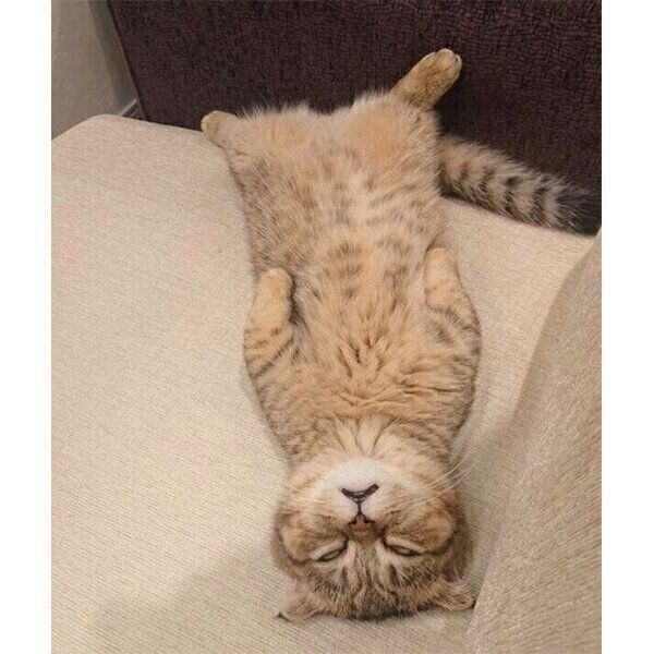 白目で口を開けて眠るたぬ吉くん