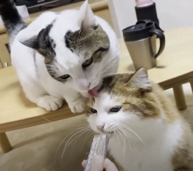 おやつを食べる猫