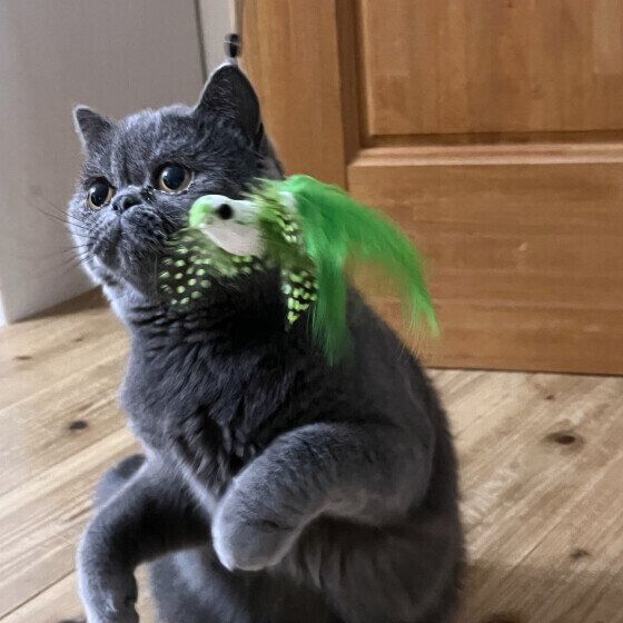 エキゾチックショートヘアのマリモ ちゃん