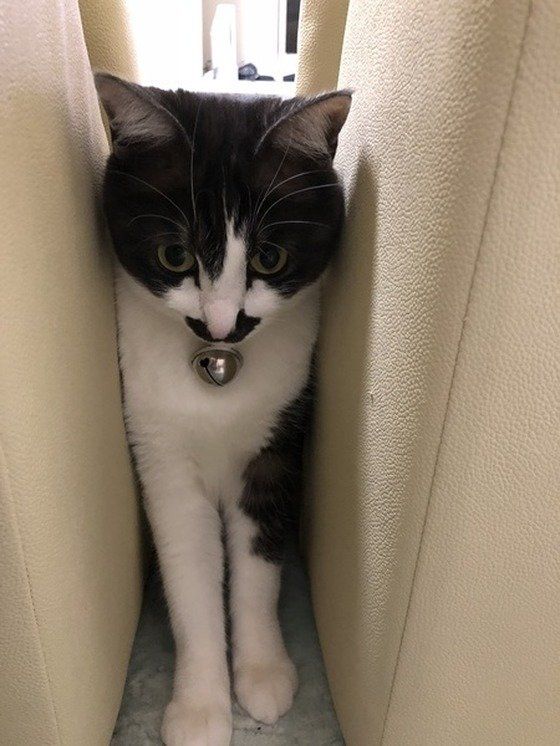 挟まれているMIX黒×白の猫